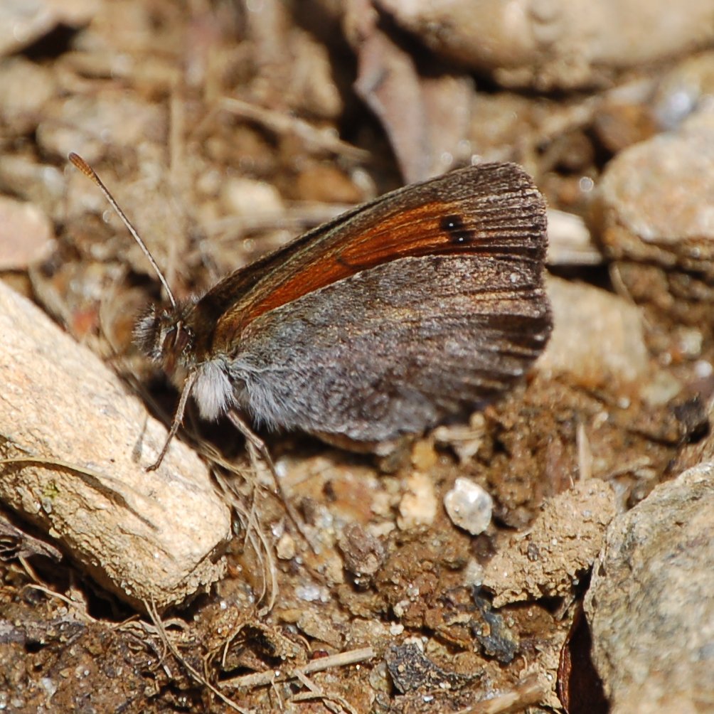 Tolman e (forse) Erebia